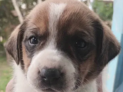 Cachorro raça SRD-ViraLata idade Abaixo de 2 meses nome Cães para adoção 