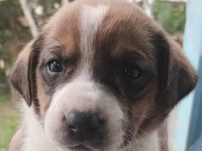 Cachorro ra a SRD-ViraLata idade Abaixo de 2 meses nome Cães para adoção 