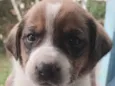 Cães para adoção