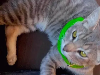 Gato raça SRD-ViraLata idade 2 a 6 meses nome Não tem nome 
