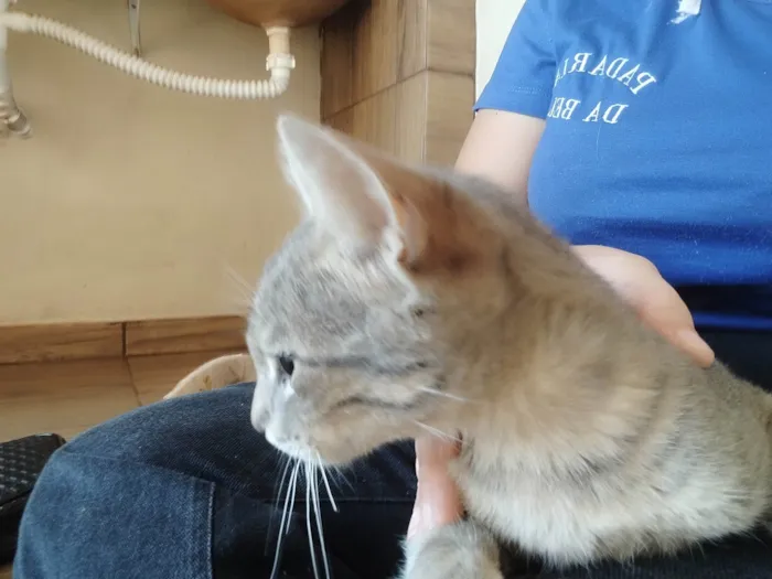 Gato ra a SRD-ViraLata idade 2 a 6 meses nome Não tem nome 