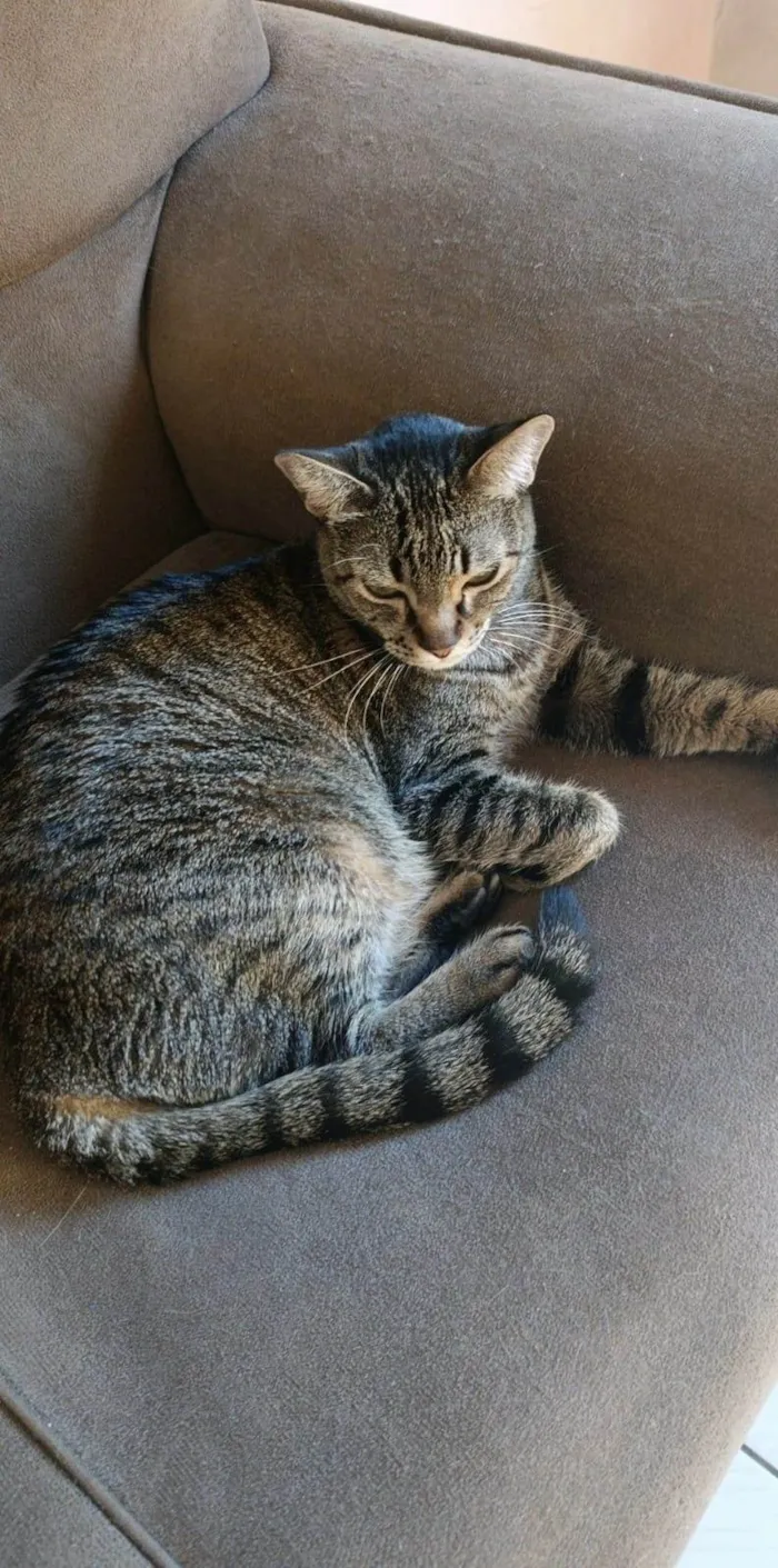 Gato ra a SRD-ViraLata idade 7 a 11 meses nome Nina 