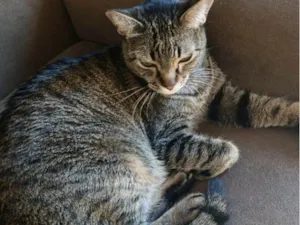 Gato raça SRD-ViraLata idade 7 a 11 meses nome Nina 