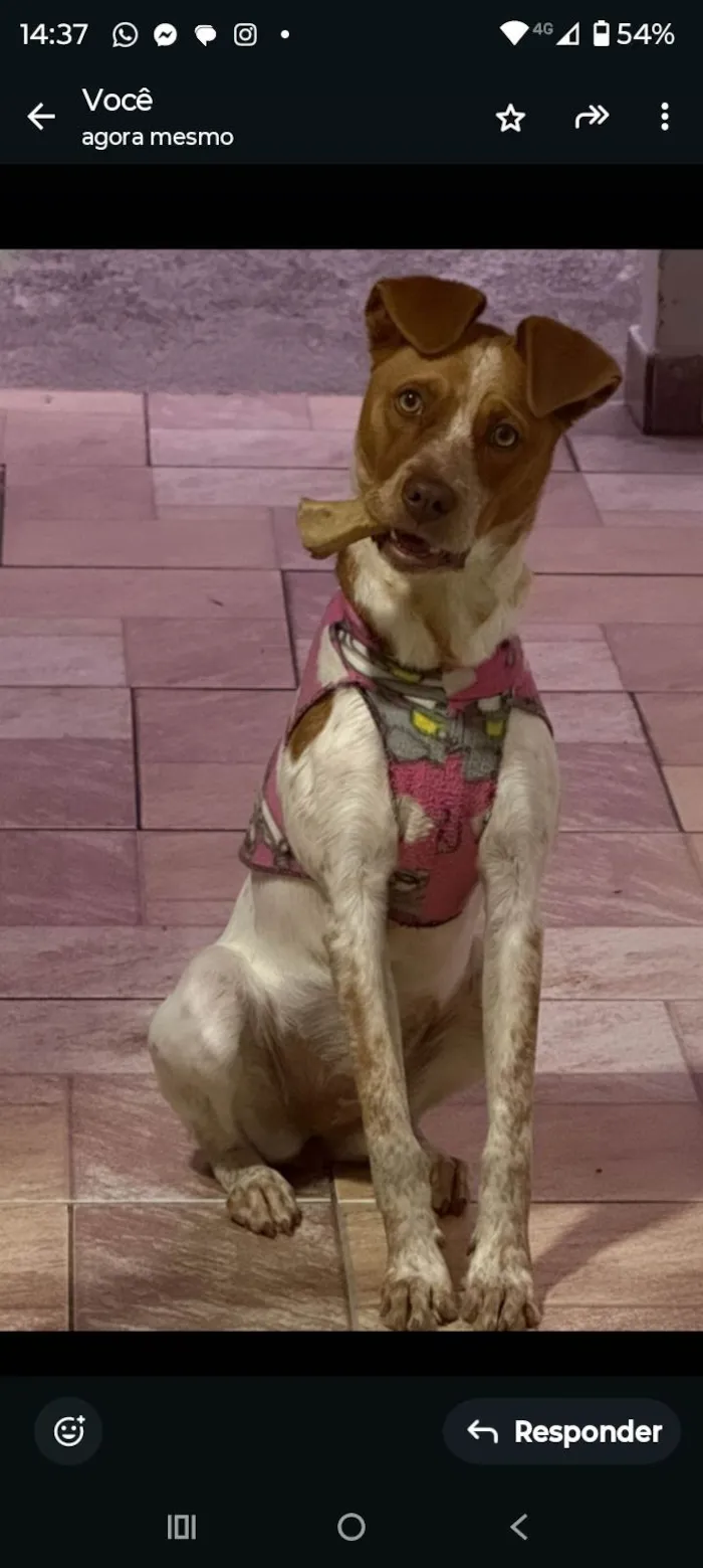 Cachorro ra a SRD-ViraLata idade 2 a 6 meses nome Maya 