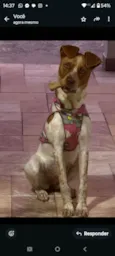 Maya