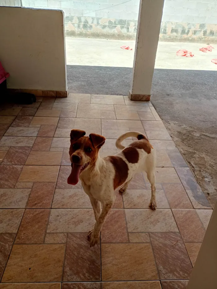 Cachorro ra a SRD-ViraLata idade 2 a 6 meses nome Maya 