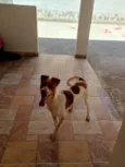 Maya