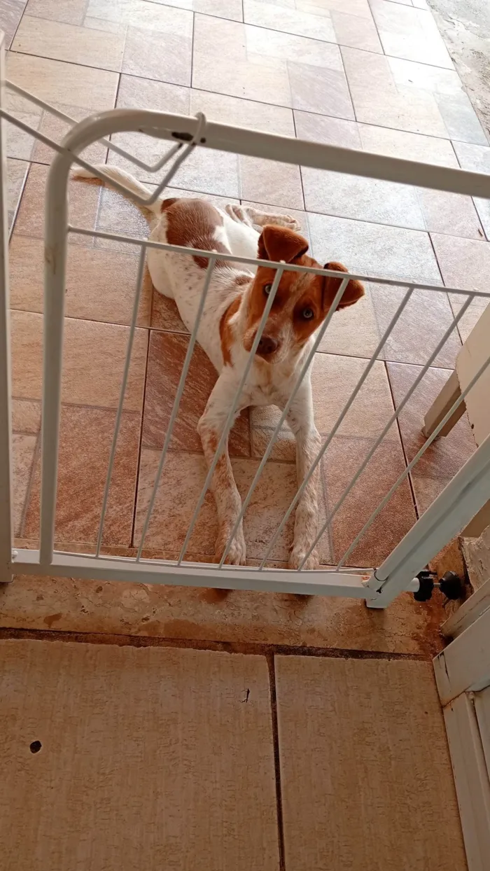 Cachorro ra a SRD-ViraLata idade 2 a 6 meses nome Maya 