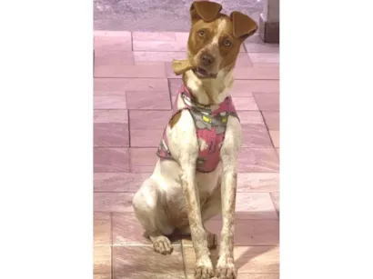Cachorro raça SRD-ViraLata idade 2 a 6 meses nome Maya 