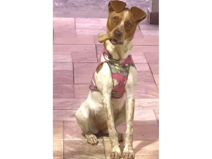 Cachorro ra a SRD-ViraLata idade 2 a 6 meses nome Maya 