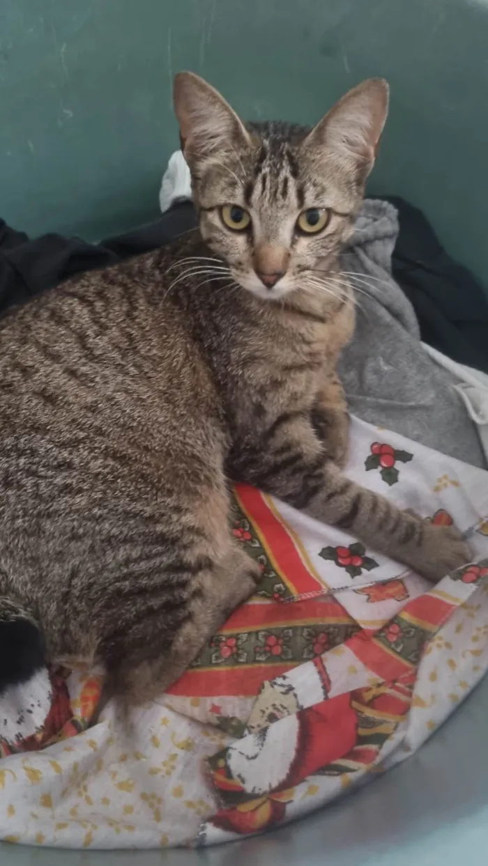 Gato ra a SRD-ViraLata idade 2 anos nome Julieta 