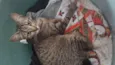 Julieta