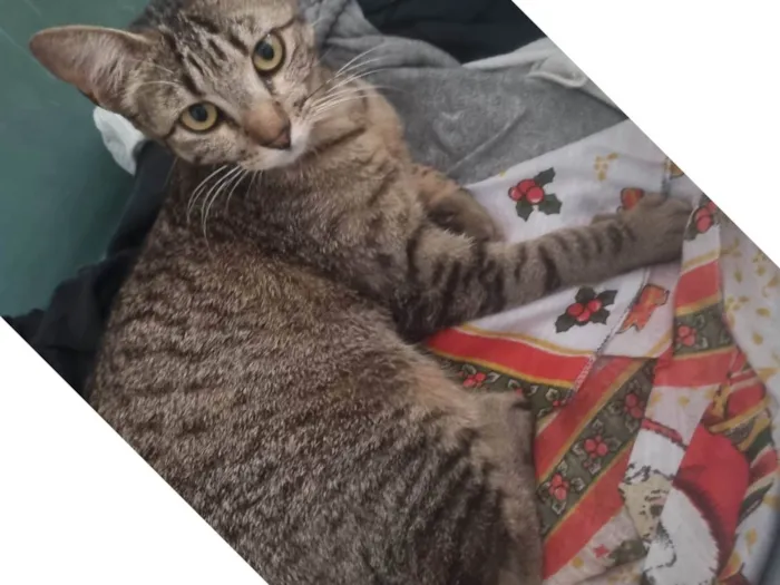 Gato ra a SRD-ViraLata idade 2 anos nome Julieta 