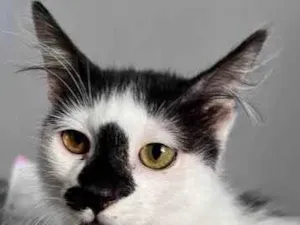 Gato raça SRD-ViraLata idade 2 a 6 meses nome Félix