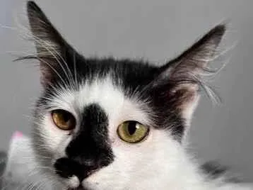 Gato ra a SRD-ViraLata idade 2 a 6 meses nome Félix