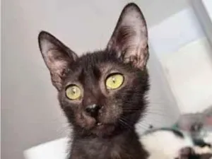 Gato raça SRD-ViraLata idade 2 a 6 meses nome Fênix