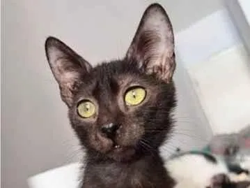 Gato ra a SRD-ViraLata idade 2 a 6 meses nome Fênix