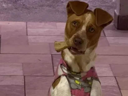 Cachorro raça SRD-ViraLata idade 2 a 6 meses nome Maya 
