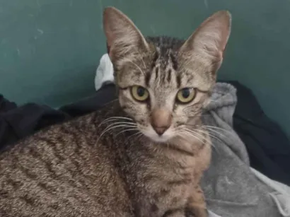 Gato raça SRD-ViraLata idade 2 anos nome Julieta 