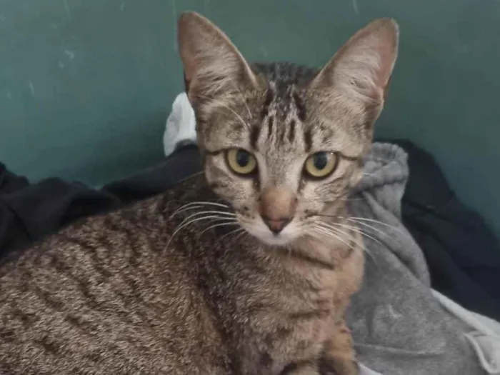 Gato ra a SRD-ViraLata idade 2 anos nome Julieta 
