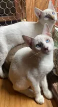 Gasparzinho e Huguinho