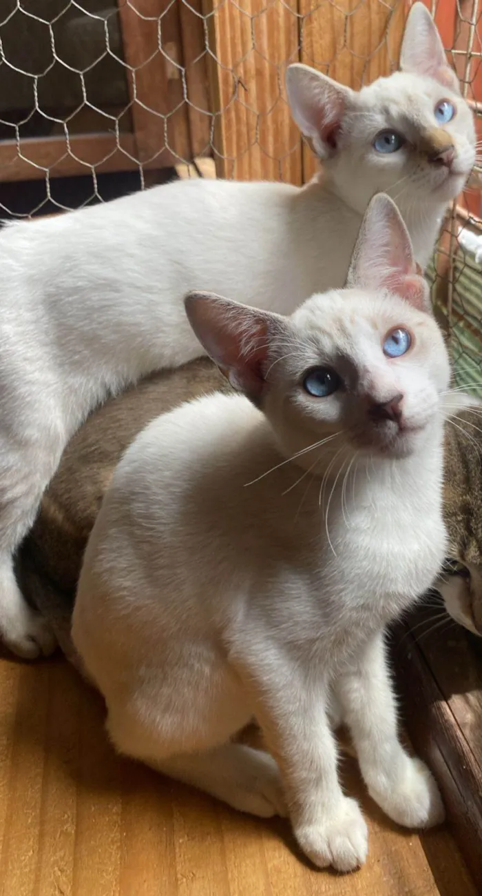 Gato ra a SRD-ViraLata idade 2 a 6 meses nome Gasparzinho e Huguinho