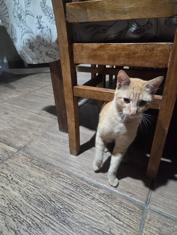 Gato ra a SRD-ViraLata idade 7 a 11 meses nome Nao tem