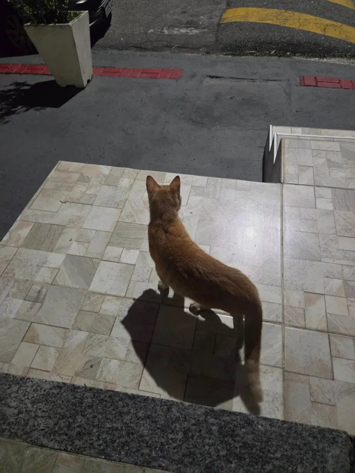 Gato ra a SRD-ViraLata idade 7 a 11 meses nome Nao tem