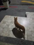 Nao tem