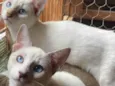 Gasparzinho e Huguinho