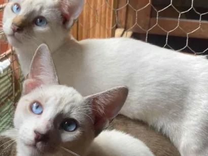 Gato raça SRD-ViraLata idade 2 a 6 meses nome Gasparzinho e Huguinho