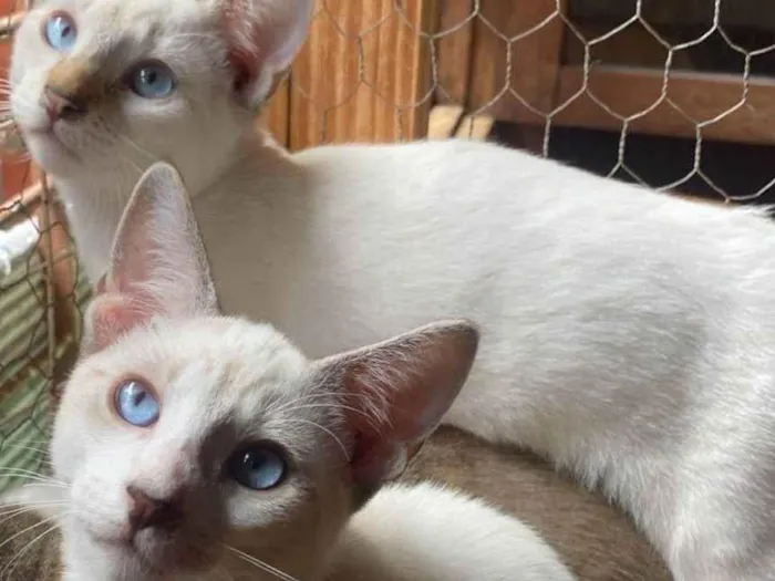 Gato ra a SRD-ViraLata idade 2 a 6 meses nome Gasparzinho e Huguinho