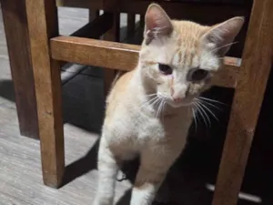 Gato raça SRD-ViraLata idade 7 a 11 meses nome Nao tem