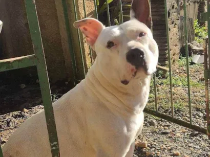 Cachorro raça Pit-Bull idade 5 anos nome Thor