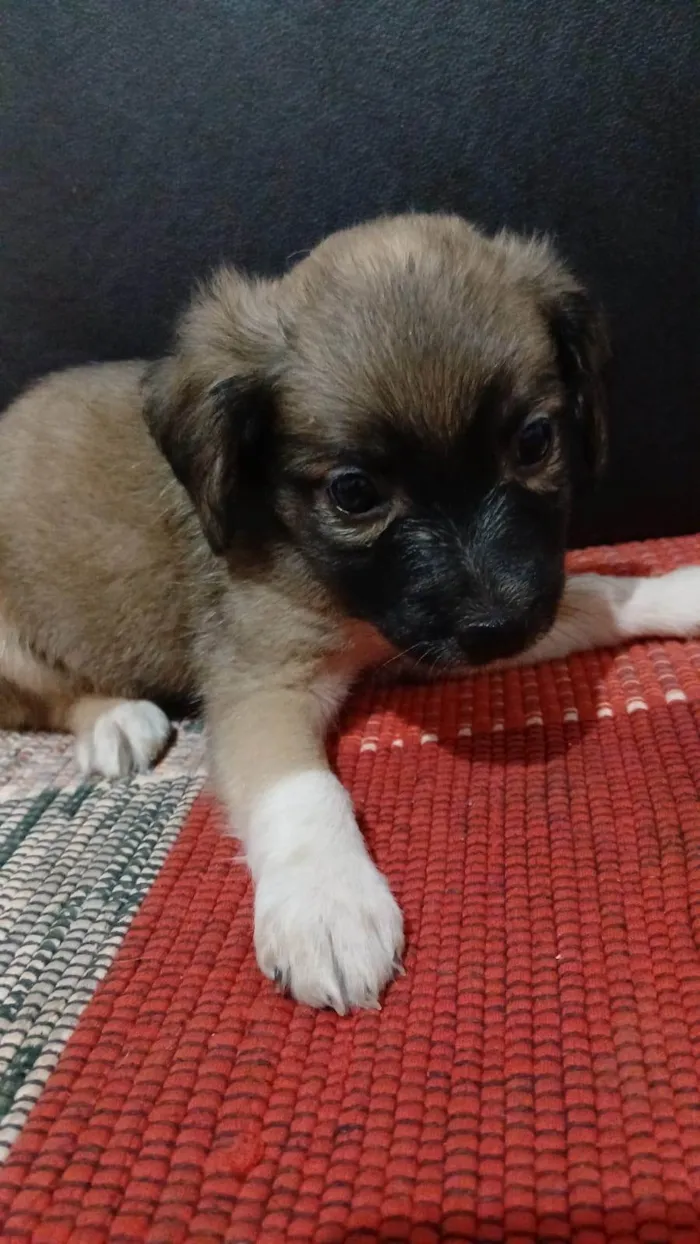 Cachorro ra a SRD-ViraLata idade 2 a 6 meses nome Não tem nome