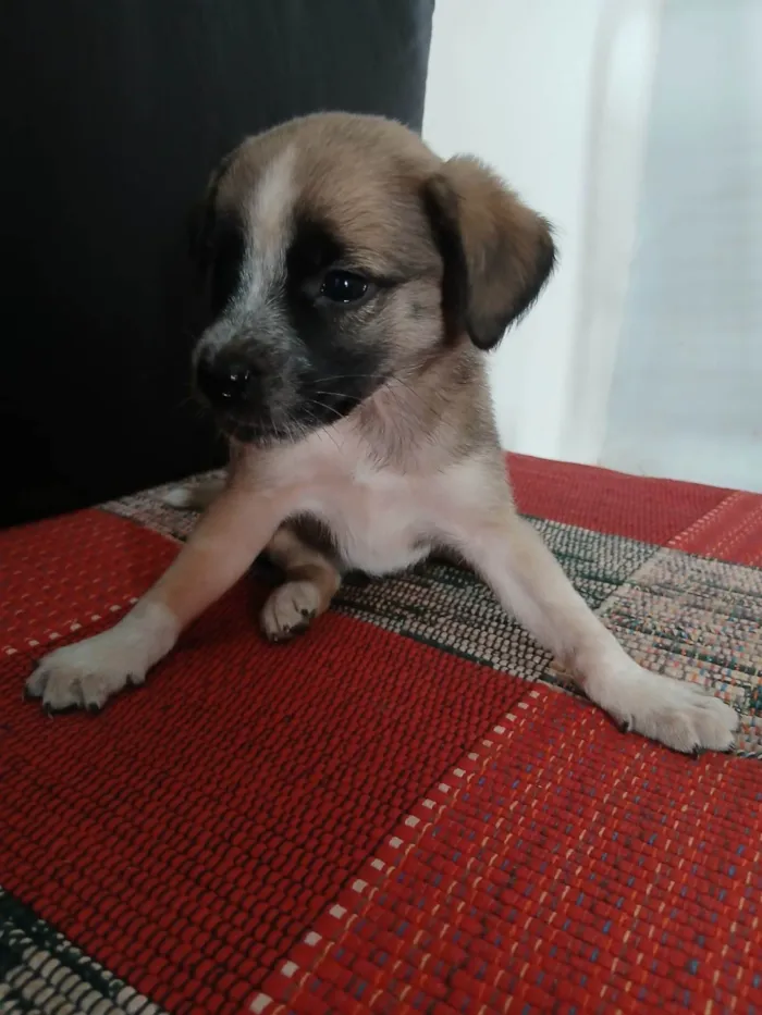 Cachorro ra a SRD-ViraLata idade 2 a 6 meses nome Não tem nome