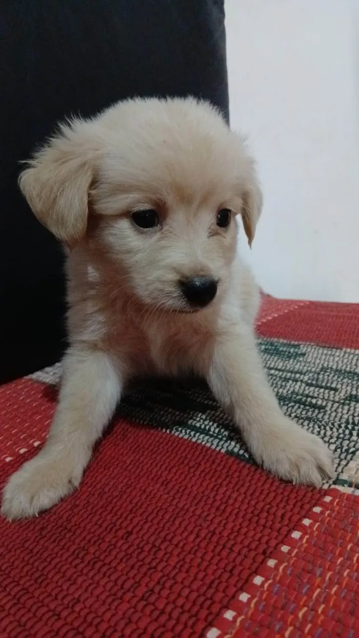 Cachorro ra a SRD-ViraLata idade 2 a 6 meses nome Não tem nome