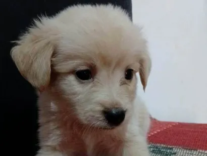 Cachorro raça SRD-ViraLata idade 2 a 6 meses nome Não tem nome