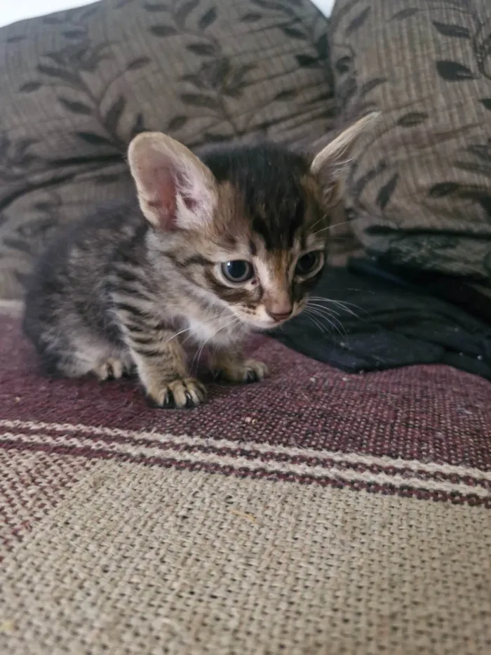 Gato ra a SRD-ViraLata idade Abaixo de 2 meses nome Larissa 
