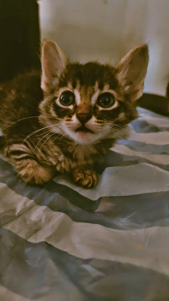 Gato ra a SRD-ViraLata idade Abaixo de 2 meses nome Larissa 