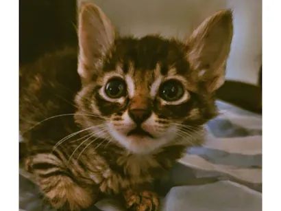 Gato raça SRD-ViraLata idade Abaixo de 2 meses nome Larissa 