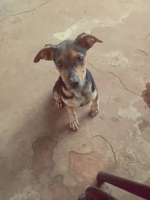 Cachorro raça SRD-ViraLata idade 2 a 6 meses nome Snup