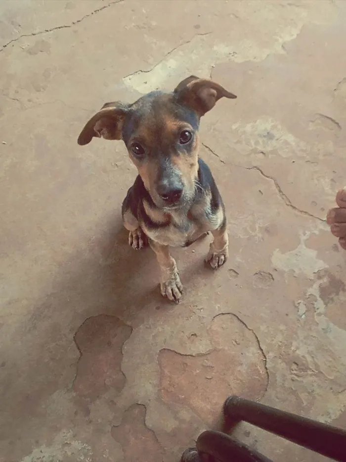 Cachorro ra a SRD-ViraLata idade 2 a 6 meses nome Snup