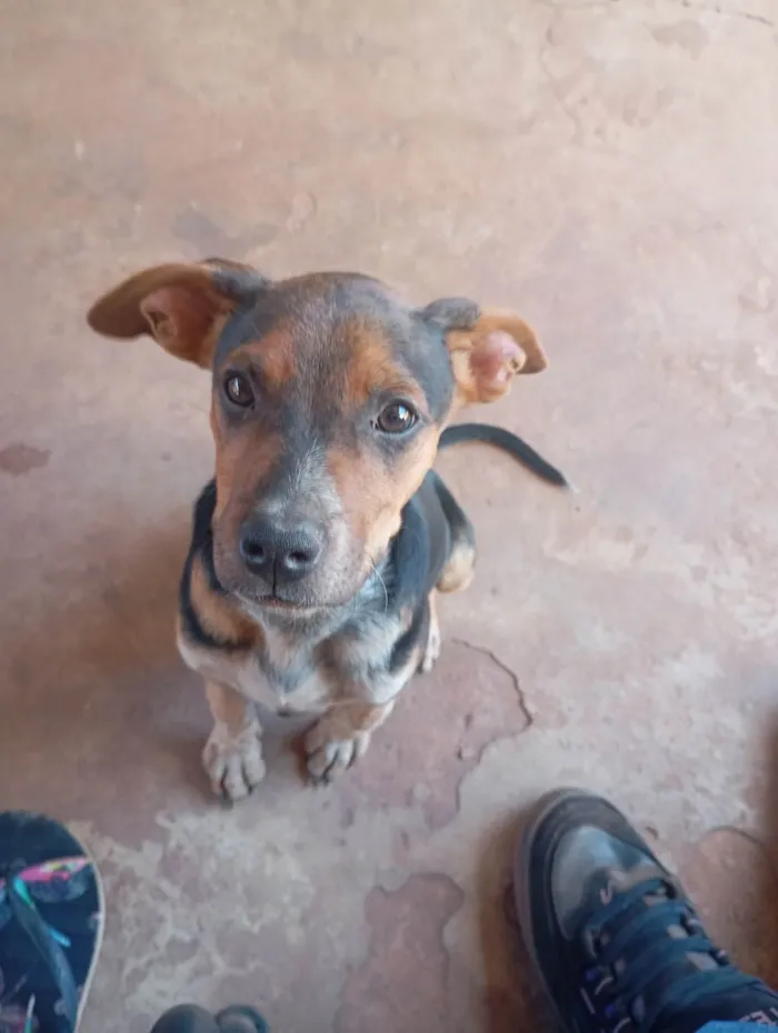 Cachorro ra a SRD-ViraLata idade 2 a 6 meses nome Snup