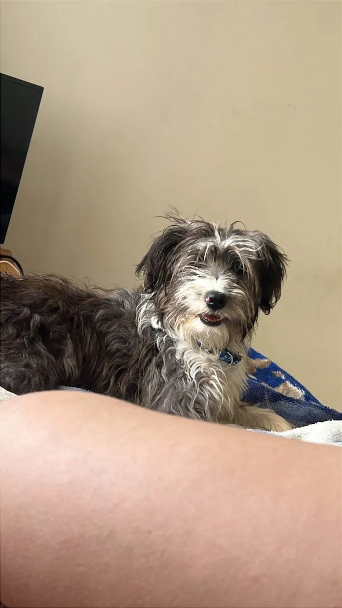 Cachorro ra a SRD-ViraLata idade 1 ano nome Lola