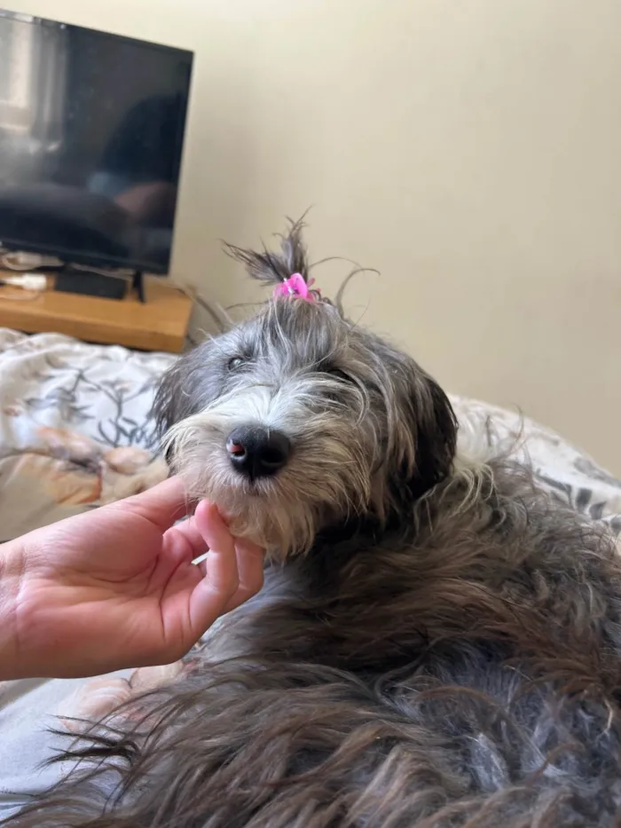 Cachorro ra a SRD-ViraLata idade 1 ano nome Lola