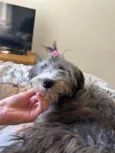 Lola