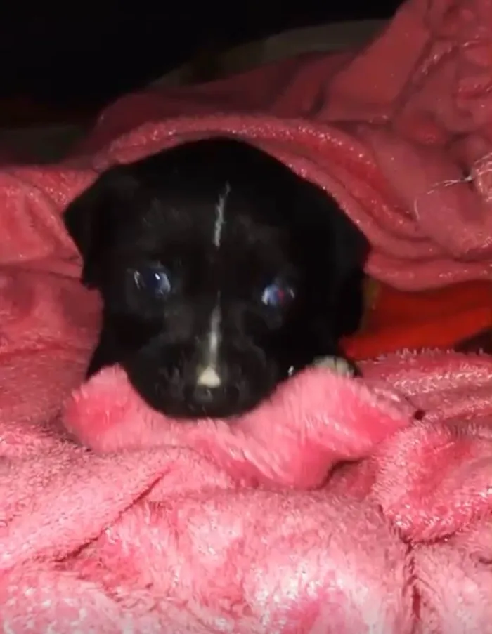 Cachorro ra a SRD-ViraLata idade Abaixo de 2 meses nome Tito