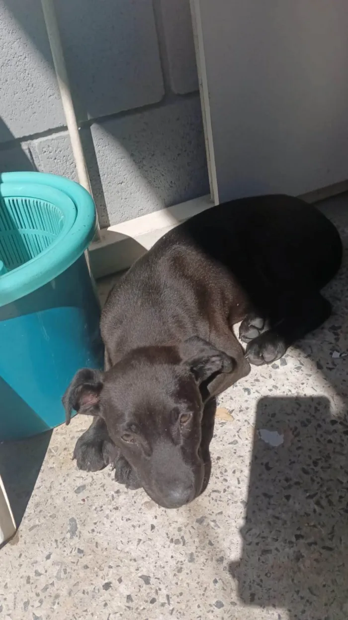 Cachorro ra a SRD-ViraLata idade 2 a 6 meses nome Black 