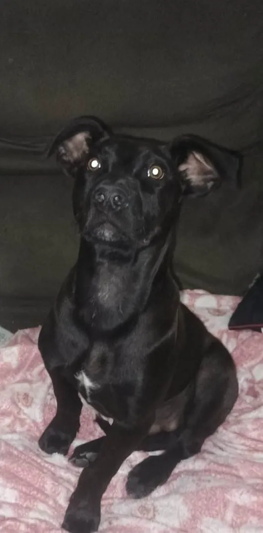 Cachorro ra a SRD-ViraLata idade 2 a 6 meses nome Black 